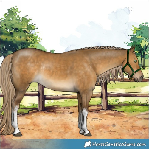 Horse Color:White Spotted Chocolate Palomino Dun Rabicano 