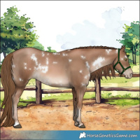 Horse Color:White Spotted Liver Chestnut Pearl 