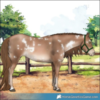 Horse Color:White Spotted Liver Chestnut Pearl 