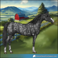Horse Color:Blue Roan  and Black 