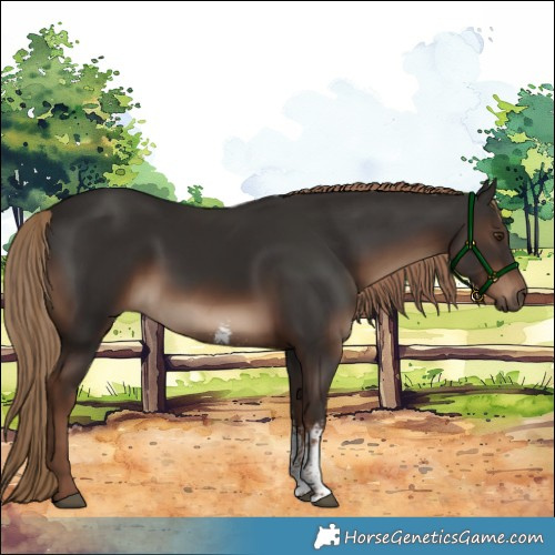 Horse Color:Liver Chestnut Sabino Rabicano