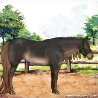 Horse Color:Liver Chestnut Sabino Rabicano 