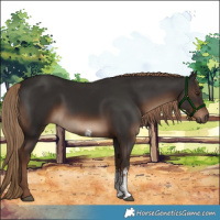 Horse Color:Liver Chestnut Sabino Rabicano 