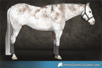 Horse Color:Liver Red Dun Sabino 