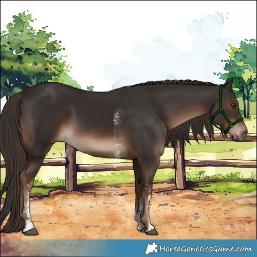 Horse Color:Liver Chestnut Sabino Rabicano 