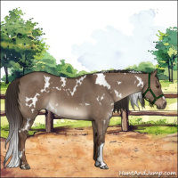 Horse Color:White Spotted Liver Red Dun