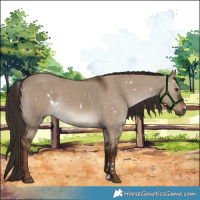 Horse Color:White Spotted Liver Red Dun 
