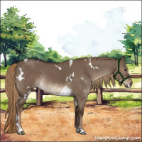 Horse Color:White Spotted Liver Red Dun Tobiano 