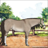 Horse Color:White Spotted Liver Red Dun Rabicano 