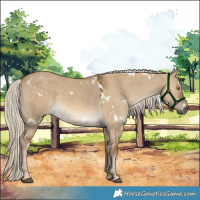 Horse Color:White Spotted Chocolate Palomino Dun 