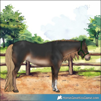 Horse Color:Liver Chestnut Sabino 