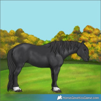 Horse Color:Black 