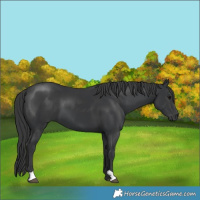Horse Color:Black 