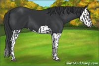 Horse Color:Black and Black Splash