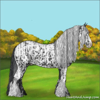Horse Color:Black  and White Spotted Black 