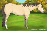 Horse Color:Amber Cream Champagne 