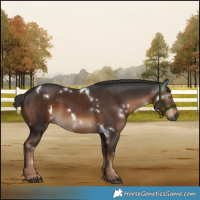 Horse Color:Gray White Spotted Liver Chestnut