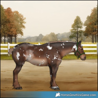 Horse Color:White Spotted Liver Chestnut 