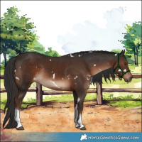 Horse Color:White Spotted Liver Chestnut Rabicano 
