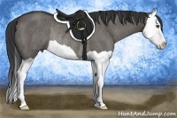 Horse Color:Grullo Splash Rabicano 