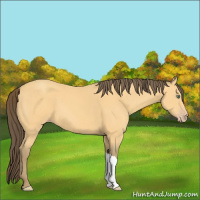 Horse Color:Amber Cream Champagne 