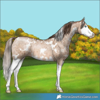 Horse Color:White Spotted Brown Pearl Dun Mushroom Sabino Splash Brindle 