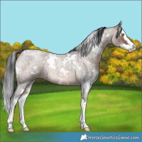 Horse Color:White Spotted Brown Roan Dun Splash 