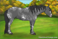 Horse Color:Black Ice Frame 