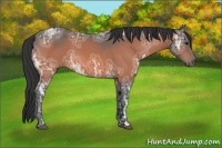 Horse Color:Bay Ice 