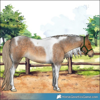 Horse Color:Chocolate Palomino Roan Tobiano