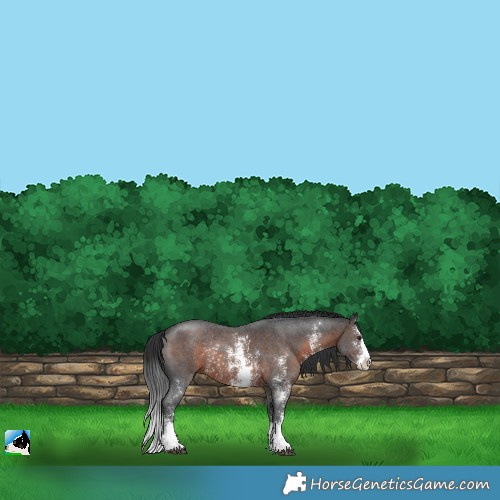 Horse Color:Brown Sabino Rabicano 