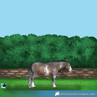 Horse Color:Brown Sabino Rabicano 