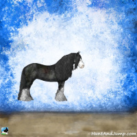 Horse Color:Black Ice Sabino Rabicano 