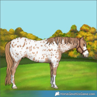 Horse Color:Chestnut Near Leopard 