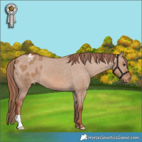 Horse Color:Red Dun Appaloosa 