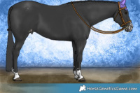 Horse Color:Black  and Black Appaloosa 