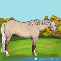 Horse Color:Silver Bay Dun 