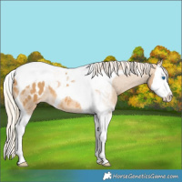 Horse Color:Palomino Roan Splash Tobiano Appaloosa 