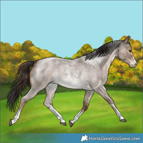 Horse Color:Liver Red Dun Roan Sabino 