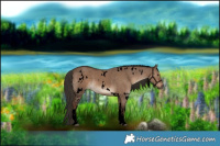 Horse Color:Void White Spotted Liver Red Dun Rabicano 