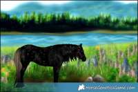 Horse Color:Void White Spotted Liver Red Dun Sabino 