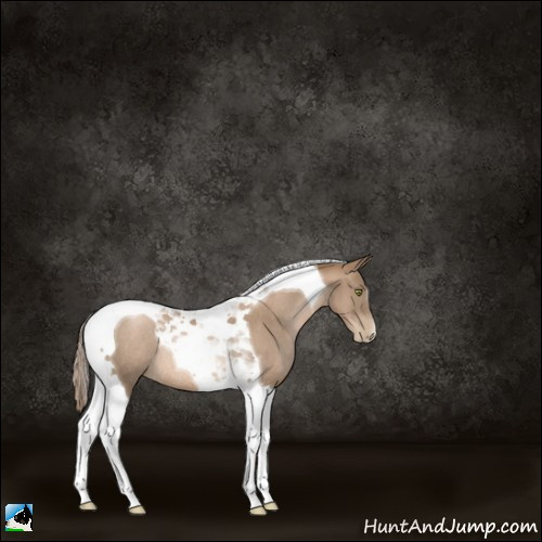 Horse Color:Liver Chestnut Pearl Tobiano Rabicano 