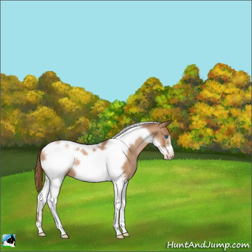 Horse Color:Liver Chestnut Pearl Tobiano Frame 