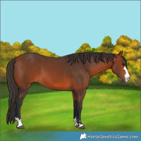 Horse Color:Bay 