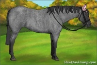 Horse Color:Smoky Blue Roan 