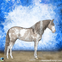 Horse Color:White Spotted Liver Red Dun Mushroom Sabino Rabicano 