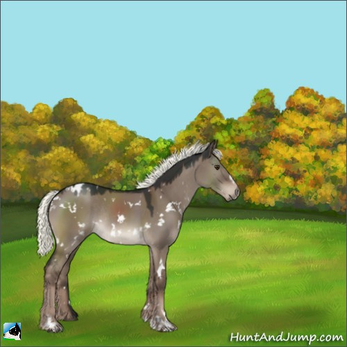 Horse Color:White Spotted Liver Red Dun Mushroom Sabino Rabicano 