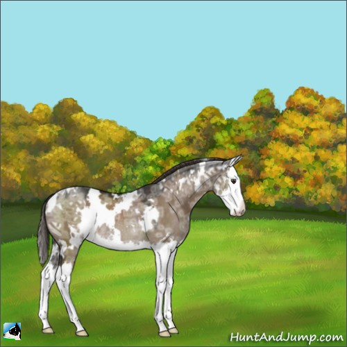 Horse Color:White Spotted Liver Red Dun Ice Splash Rabicano 