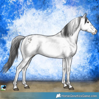 Horse Color:Grullo Ice Sabino Rabicano Brindle