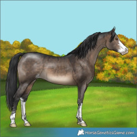 Horse Color:Brown Dun Sabino 